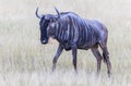 Wildbeast, Gnu in the Savannah of Kenya, Amboseli National Park, Africa Royalty Free Stock Photo