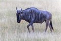 Wildbeast, Gnu in the Savannah of Kenya, Amboseli National Park, Africa Royalty Free Stock Photo