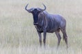 Wildbeast, Gnu in the Savannah of Kenya, Amboseli National Park, Africa Royalty Free Stock Photo