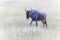 Wildbeast, Gnu in the Savannah of Kenya, Amboseli National Park, Africa Royalty Free Stock Photo