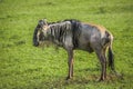 Wildbeest in the Maasai Mara national park (Kenya) Royalty Free Stock Photo