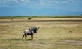 Wildbeest in Masai Mara reserve in Kenya, Africa Royalty Free Stock Photo