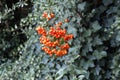 Wildberries from European rowan / Sorbus aucuparia