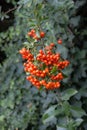 Wildberries from European rowan / Sorbus aucuparia