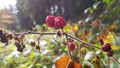 Wildberry at autumn Sunset