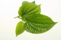 Wildbetal Leafbush Herbal and medicin