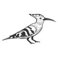 Wildbird hoopie. Vector concept in doodle and sketch style Royalty Free Stock Photo