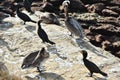 Wildbirds resting on a rock