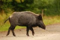 Wildboar crossing main road Royalty Free Stock Photo