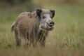 Wildboar crossing marsh Royalty Free Stock Photo