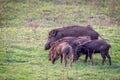 Wildboar family Royalty Free Stock Photo