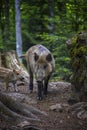 Wildboar family. Royalty Free Stock Photo