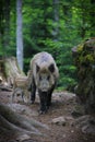 Wildboar family. Royalty Free Stock Photo