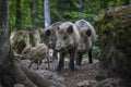 Wildboar family. Royalty Free Stock Photo