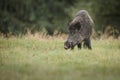 Wildboar foraging for fallen apples Royalty Free Stock Photo