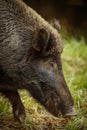 Wildboar