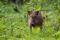 Wildboar piglet in forest