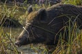 Wildboar playing hide and seek