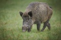 Wildboar searching for fallen acorns