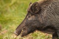 Wildboar sow eating acorns