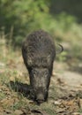 Wildboar walking near forest trail