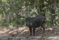 Wildboar wanted to cross the road Royalty Free Stock Photo