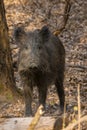 Wildboar Royalty Free Stock Photo