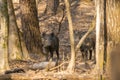 Wildboars in the forest Royalty Free Stock Photo