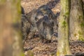 Wildboars in the forest Royalty Free Stock Photo