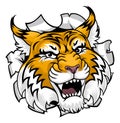 Wildcat Bobcat Sports Team Cartoon Animal Mascot