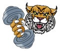 Wildcat Cougar Lynx Lion Weight Lifting Gym Mascot Royalty Free Stock Photo