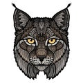 Wildcat lynx mascot isolated head