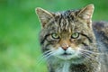 Wildcat Royalty Free Stock Photo