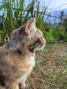 Wildcat plan outdoor kitten