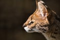 Wildcat serval with long ears and green eyes, muzzle Royalty Free Stock Photo
