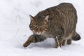 Wildcat in snow Royalty Free Stock Photo