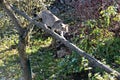 Wildcat - balancing on a tree trunk