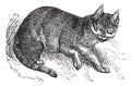 Wildcat vintage engraving