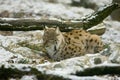 Wildcat in Winter