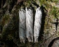 Wildcrafted dried white sage Salvia apianaleafy bundles on fibrous tree bark in forest. Smudging ceremony. Royalty Free Stock Photo