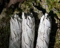 Wildcrafted dried white sage Salvia apianaleafy bundles on fibrous tree bark in forest. Smudging ceremony. Royalty Free Stock Photo