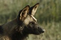 Wilddog Royalty Free Stock Photo