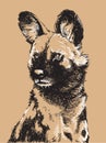 Wild Dog Illustration