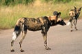 Wilddogs Royalty Free Stock Photo