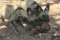 Wilddogs Royalty Free Stock Photo