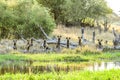 Wilddogs on the lookout for impalas Royalty Free Stock Photo