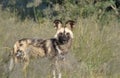 Wilddogs are playing around like pupets but are dangerous hunter Royalty Free Stock Photo