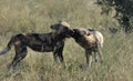 Wilddogs are playing around but when there are hunting, there ar Royalty Free Stock Photo
