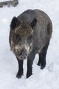 A wilde boar during winter looking for food