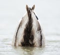 Wilde Eend, Mallard, Anas platyrhynchos Royalty Free Stock Photo